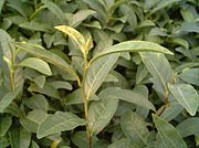 狹山茶（日語：狭山茶）茶葉