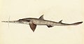 Image 19 Longnose sawshark Artist: William Buelow Gould A sketch of a longnose sawshark (Pristiophorus cirratus), a species of sawshark found in the eastern Indian Ocean around southern Australia on the continental shelf at depths of between 40 and 310 m (130 and 1,020 ft). It is a medium-sized shark with a saw-like flattened snout which measures up to thirty percent of its body size. More selected pictures