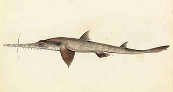 Longnose sawshark