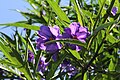 Паслён птичий (Solanum aviculare)