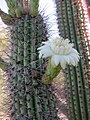Organ pipe cactus flower