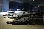 تماسيح محنطة. متحف التمساح، أسوان.