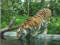 Tigre du Zoo de Granby