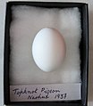 Topknot pigeon egg
