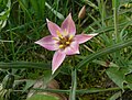 Tulipa aucheriana