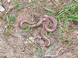 Typhlops vermicularis