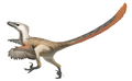 Up to 2 m long and 0.5 m high at the hip, Velociraptor was feathered and roamed the Late Cretaceous