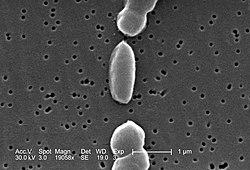 Imagem microscópica de Vibrio parahaemolyticus