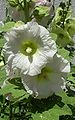 Stockrose, Weiss (Alcea rosea)