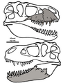 Zhuchengtyrannus.