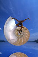Nautilus shell in art 1996