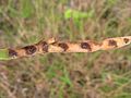 Seed pod, showing the end-to-end arrangement of seeds