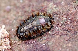 Acanthochiton garnoti (Acanthochitonidae)