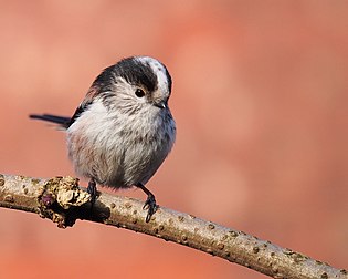 Chapim-rabilongo (Aegithalos caudatus) (definição 2 266 × 1 813)