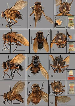 Description de l'image Aethiopomyia (10.3897-zookeysw.926.49210) Figures 1–19.jpg.