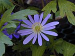 Aktinomorfa blommor hos Balkansippa (Anemone blanda).