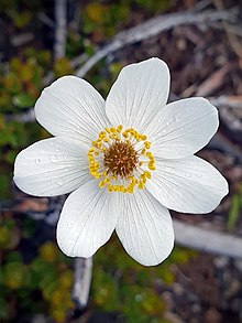 White flower