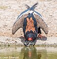 水を飲む様子