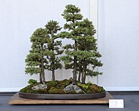 Forest-style spruce
