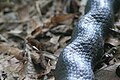 Black Rat Snake kinking, or "crinkling" while stressed.