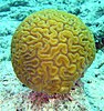 Brain coral (Diploria labyrinthiformis)