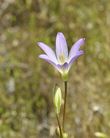 A flower of Brodiaea orcuttii