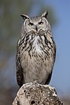 Hibou grand-duc