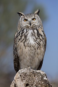 Eurasian eagle-owl, by Kadellar