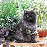 Black smoke cat.
