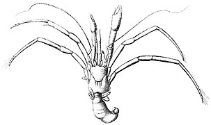 Catapaguroides microps