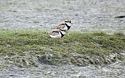 Black-fronted dotterals standing on a bank.