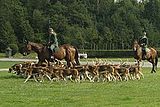 Two horse riders and a pack of hunting dogs