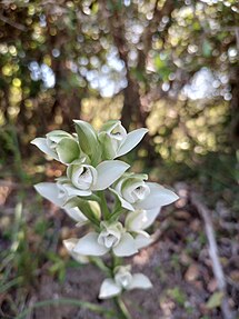 Foto de orquídea del talar. Foto tomada en Uruguay. Noviembre 2024.