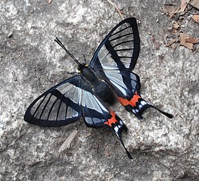 蜆蝶亞科的紅臀鳳蜆蝶 Chorinea sylphina