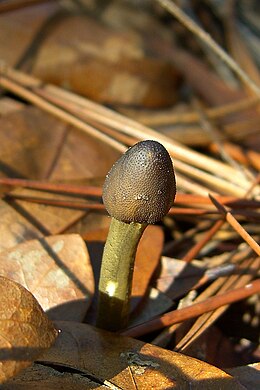 Cordyceps capitata