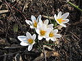 Crocus versicolor 'Picturatus'