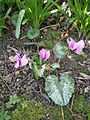 Cyclamen pseudibericum