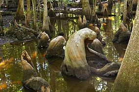 Cypress knees from the old growth Francis Beidler Forest.