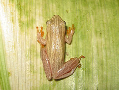 Description de l'image Dendropsophus minutus01.jpg.