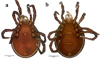 Ventral views of male (left) and female (right) of Diplothyrus lecorrei (Holothyrida, Neothyridae)