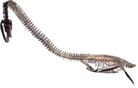 Elasmosaurus platyurus, Rocky Mountain Dinosaur Resource Center Woodland Park, Colorado