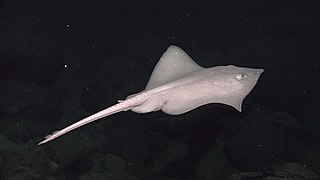 Une raie abyssale (Bathyraja abyssicola) observée aux Galapagos en 2011.