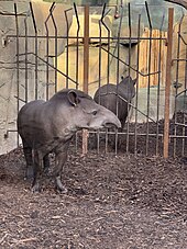 Zwei Flachlandtapire, stehend, in ihrem neuen Gehege in der Tropenhalle namens Meranti-Halle