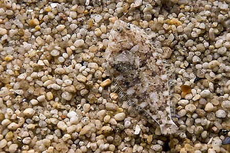 Camouflaged flounder, by Moondigger