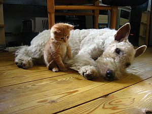 A kitten and a dog that have been socialized and interact with each other without aggression