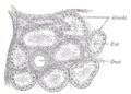 Section of portion of breast tissue.