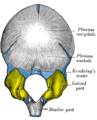 Occipital bone at birth, outer surface. (Lateral parts shown in yellow.)