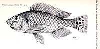 Haplochromis pappenheimi