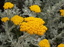 Helichrysum moeserianum.