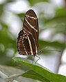 Zebra Longwing ventral view